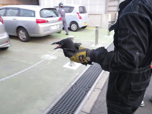 カラスが家や建物に集まるのはなぜ？追い払う前に知っておきたいカラスの行動と対策