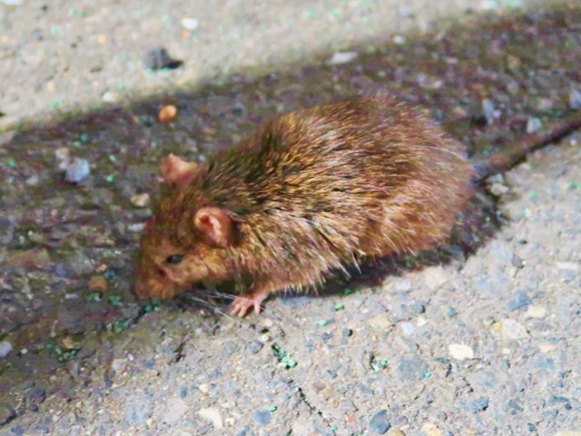 ネズミについて思うこと